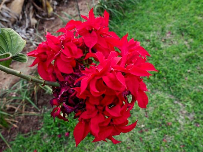 Holiday home Poinsettia Family Hazyview